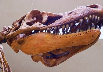 В костях динозавра ученые впервые нашли фрагменты ДНК